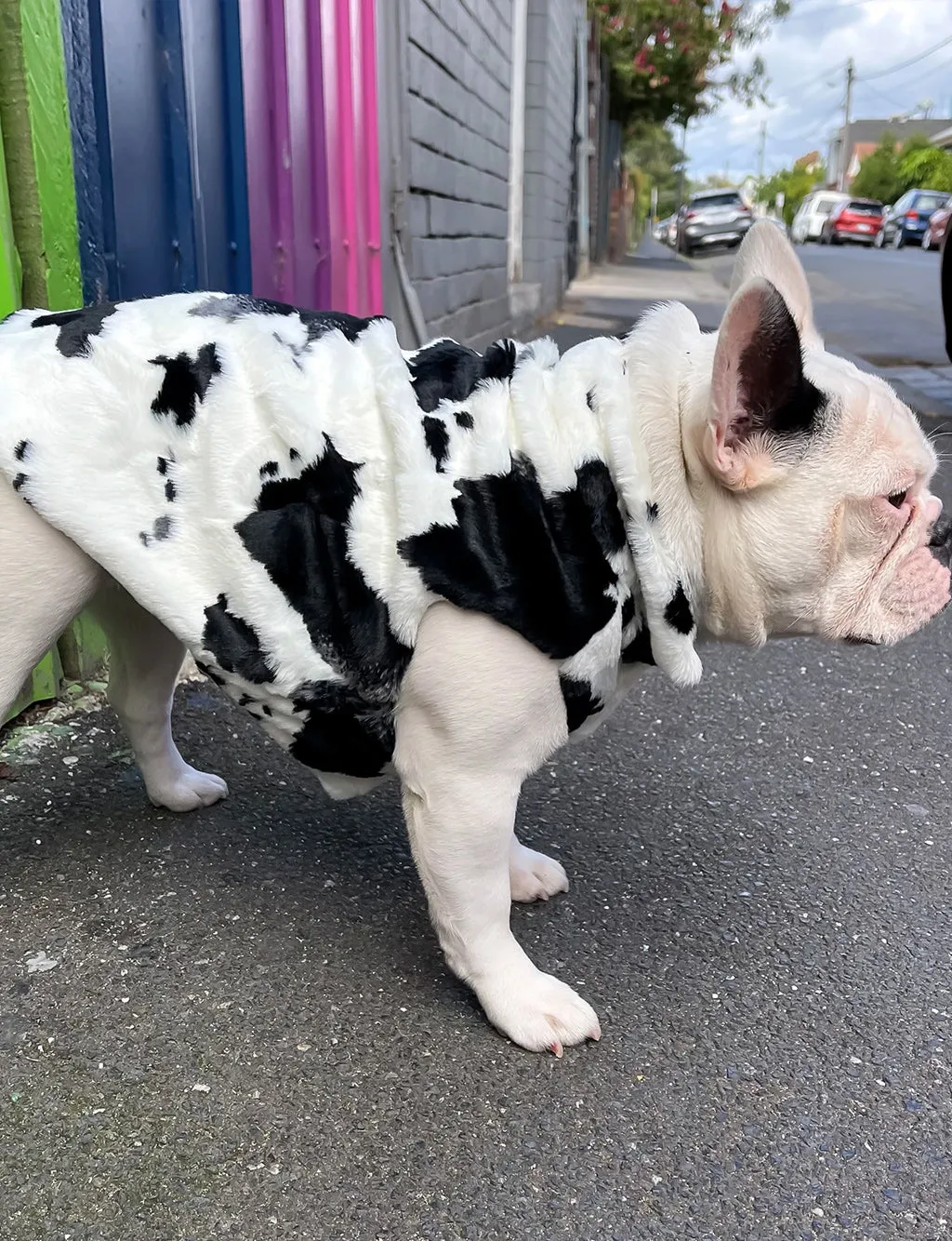 B!TCH I'M A COW FAUX FUR DOG JACKET - BLACK