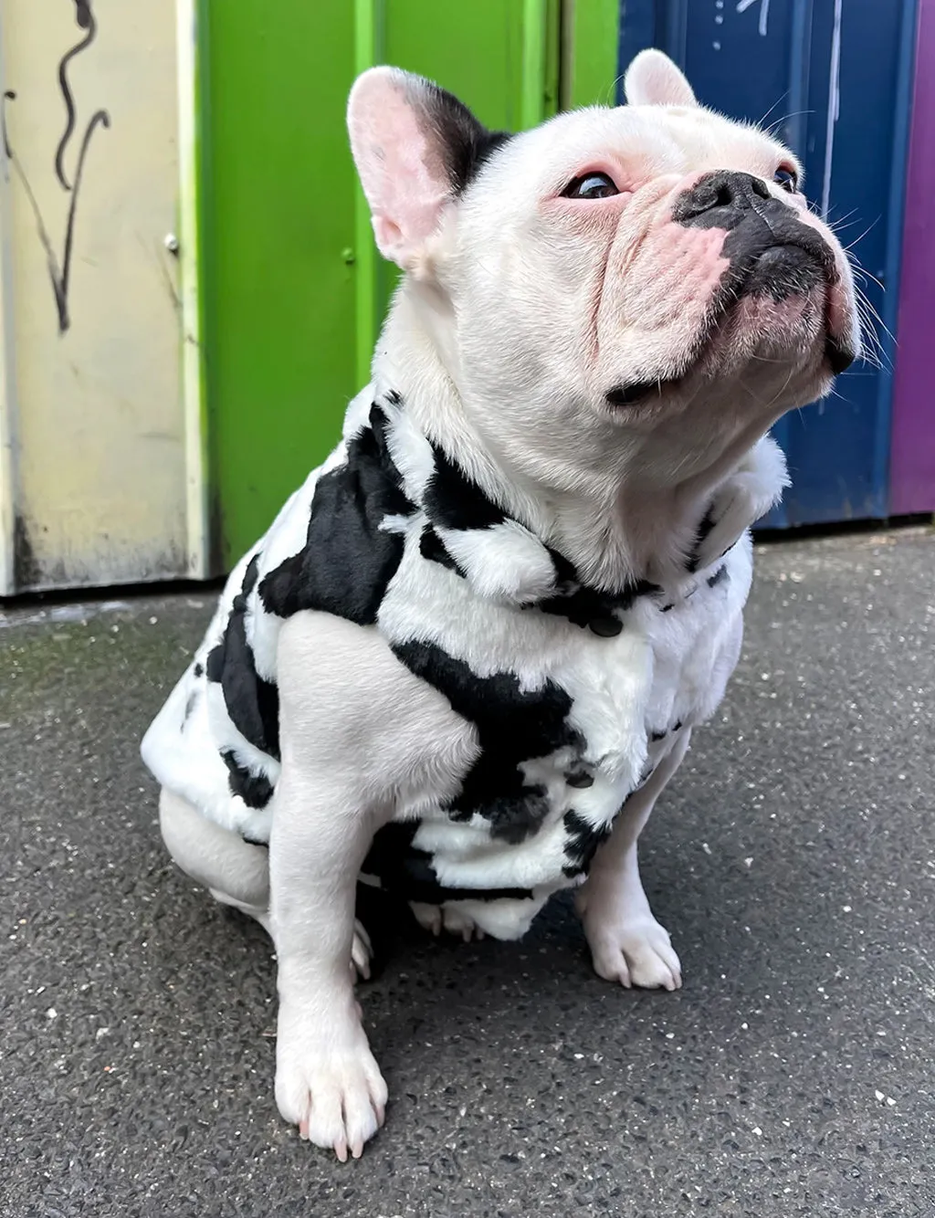 B!TCH I'M A COW FAUX FUR DOG JACKET - BLACK