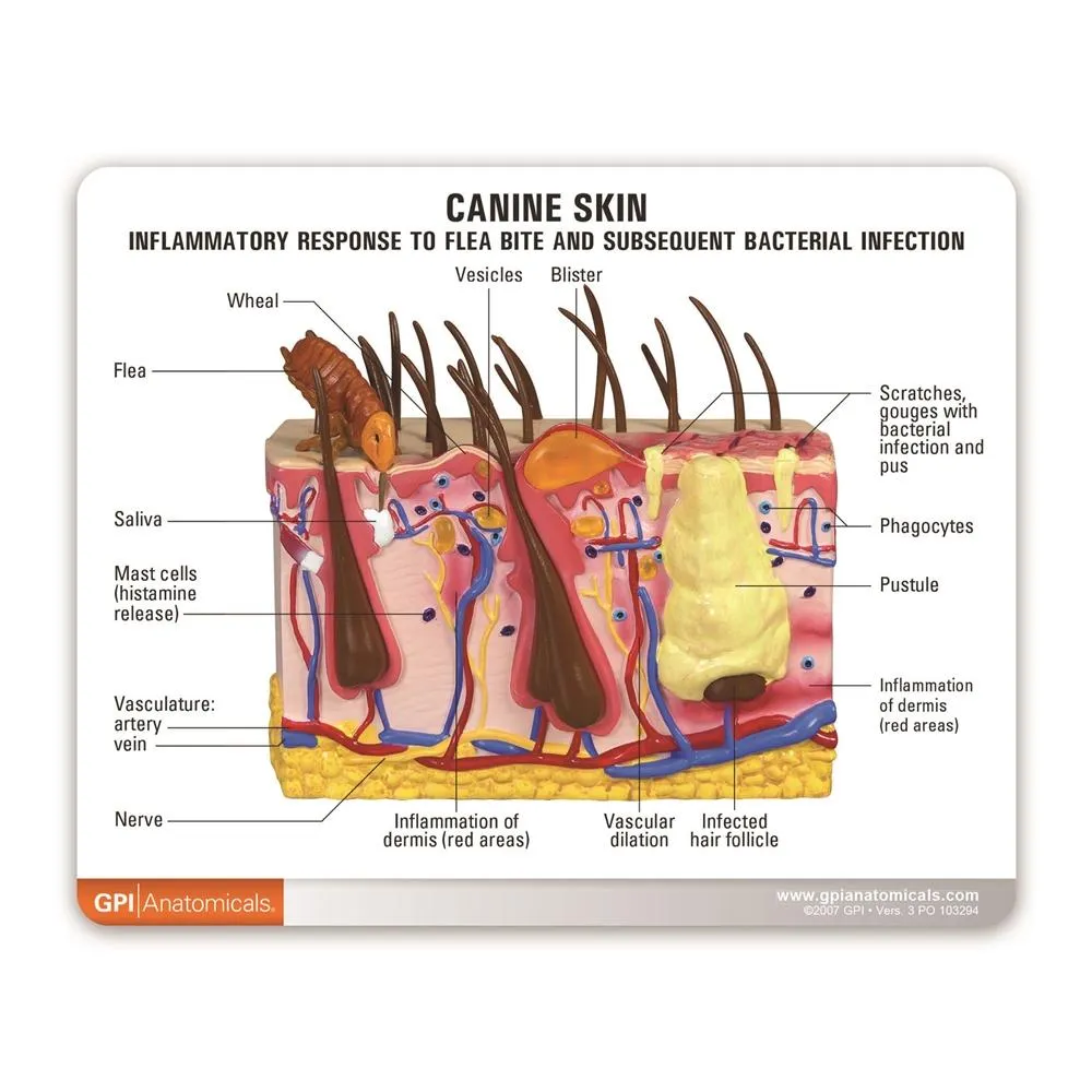 Canine Skin Model with Flea Bite Conditions