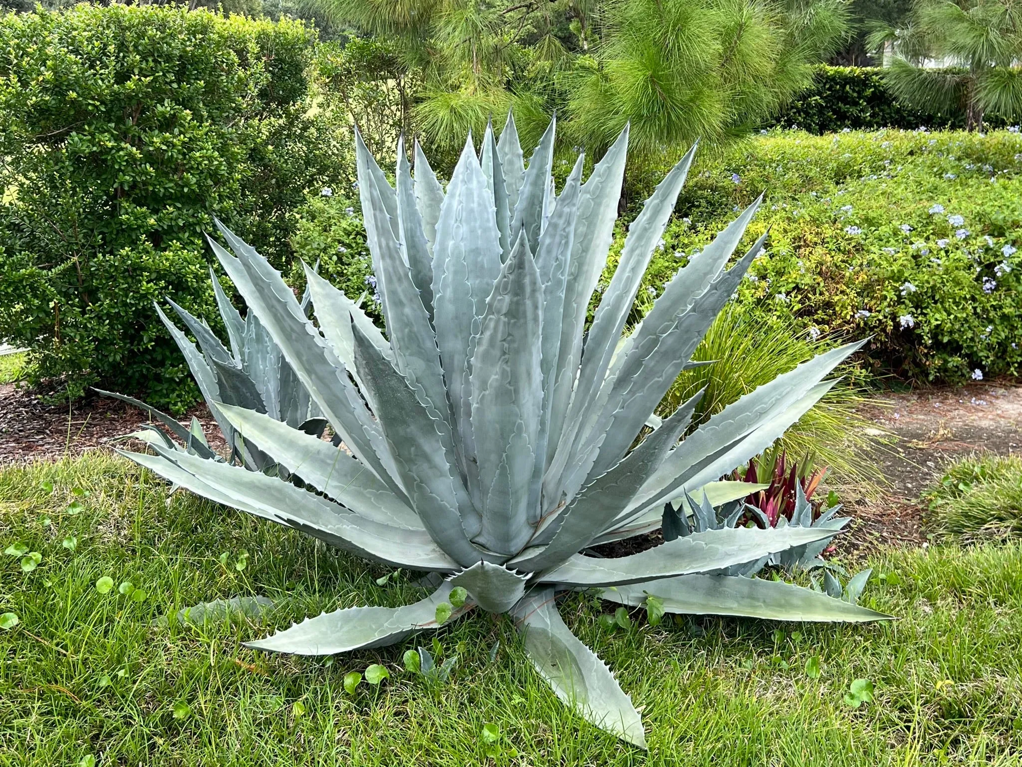 Century Plant Agave americana 100 Seeds