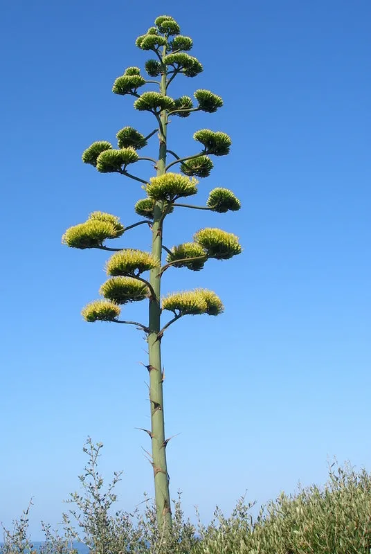 Century Plant Agave americana 100 Seeds