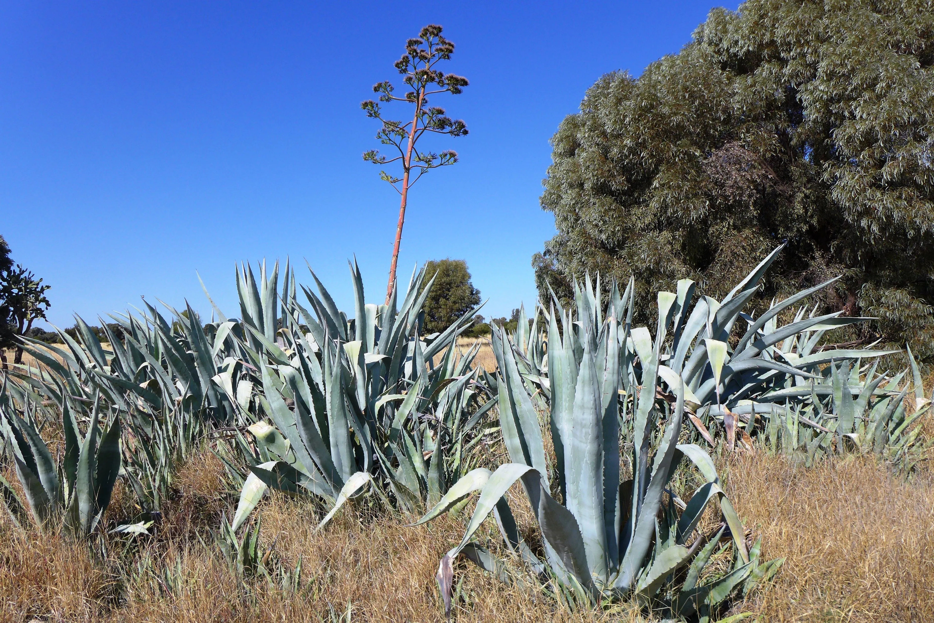 Century Plant Agave americana 100 Seeds