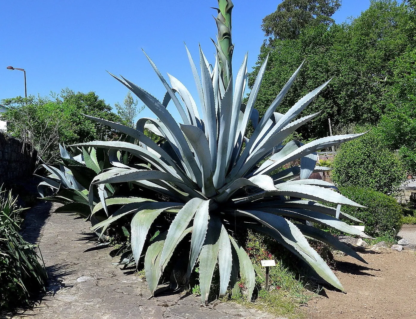 Century Plant Agave americana 100 Seeds