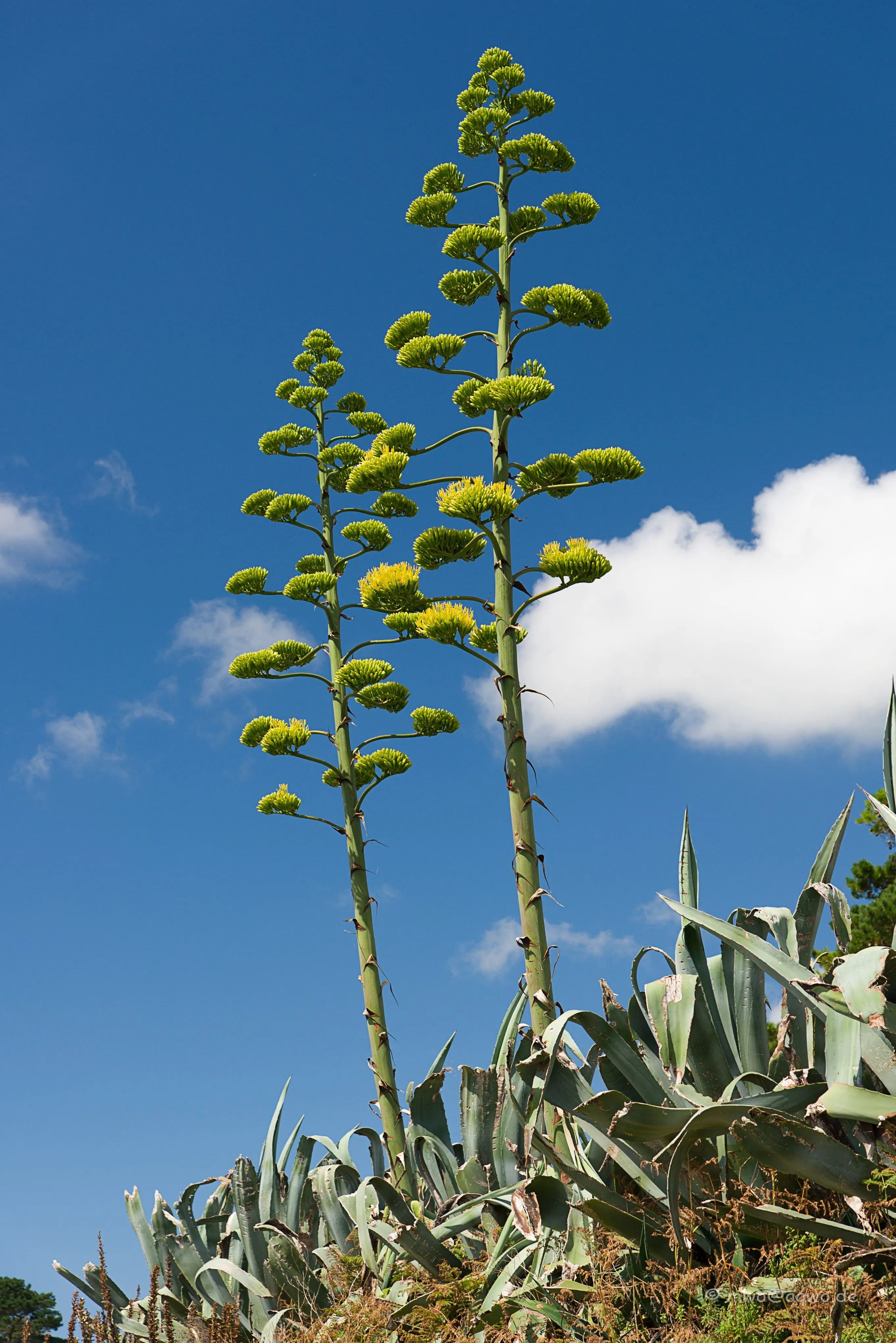 Century Plant Agave americana 100 Seeds