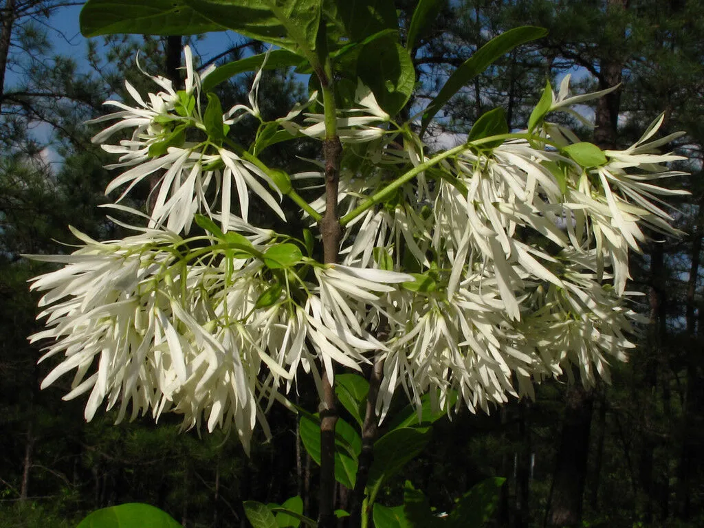 Fringe Tree Chionanthus virginicus 100 Seeds  USA Company