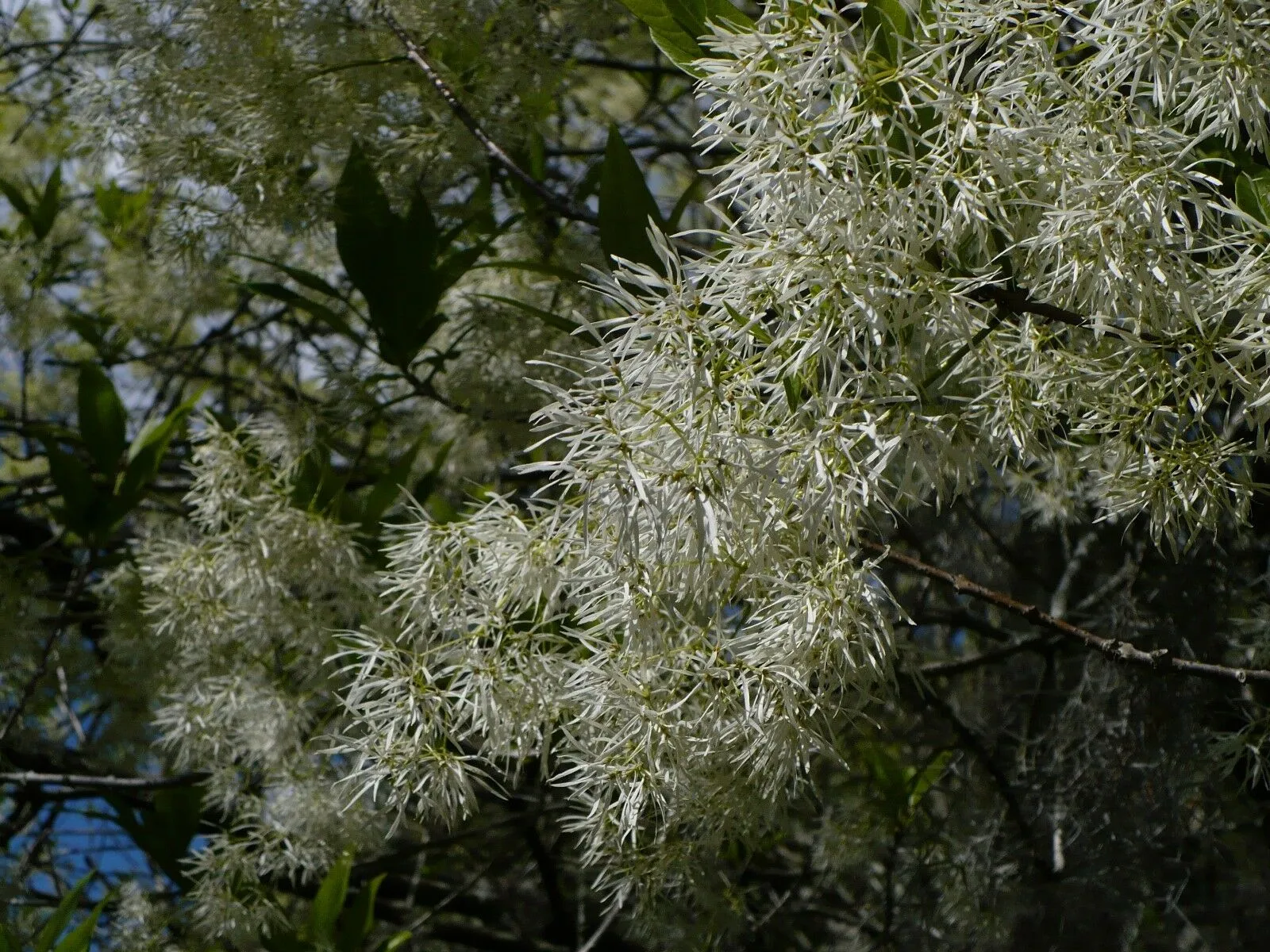 Fringe Tree Chionanthus virginicus 100 Seeds  USA Company