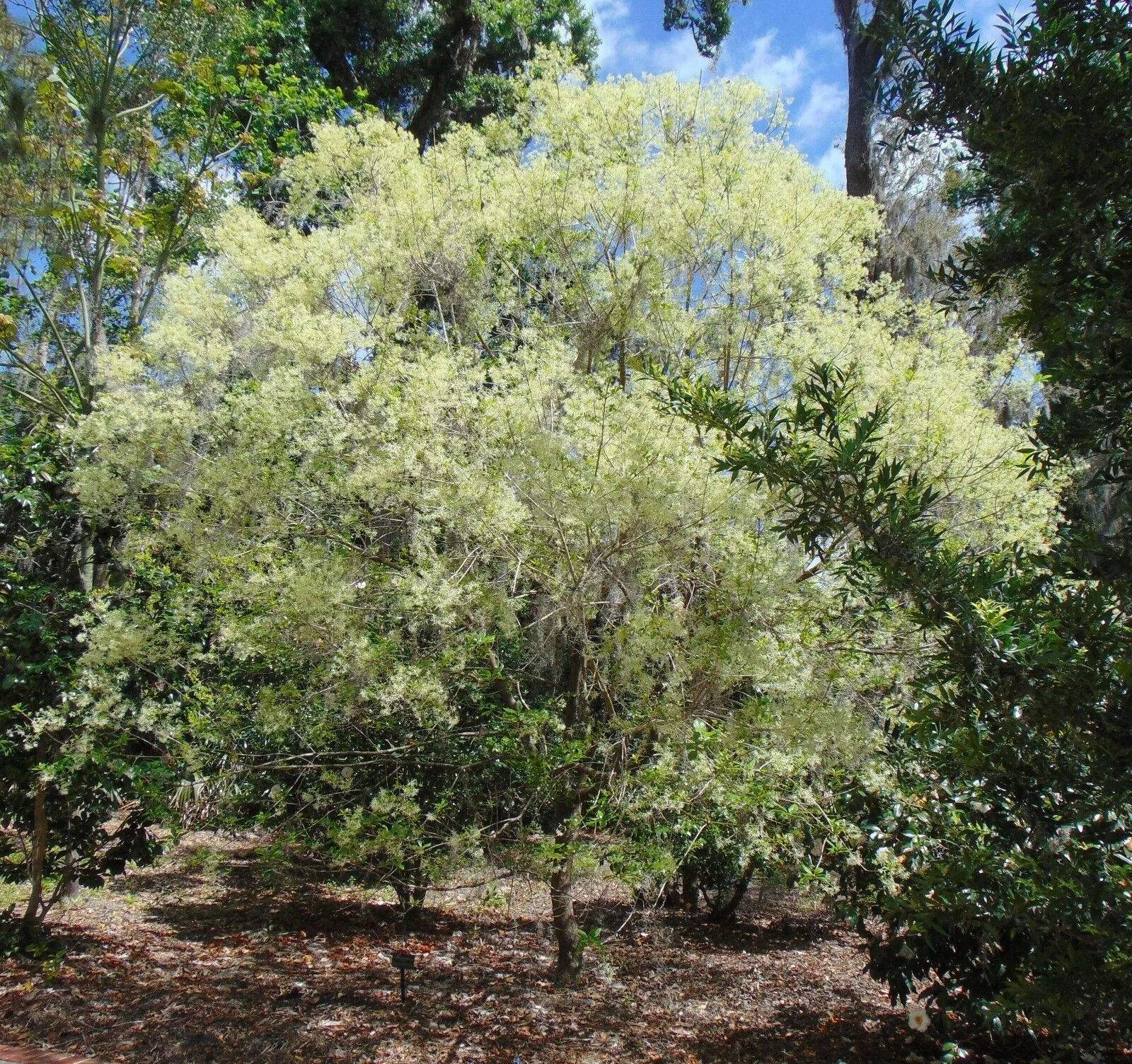 Fringe Tree Chionanthus virginicus 100 Seeds  USA Company