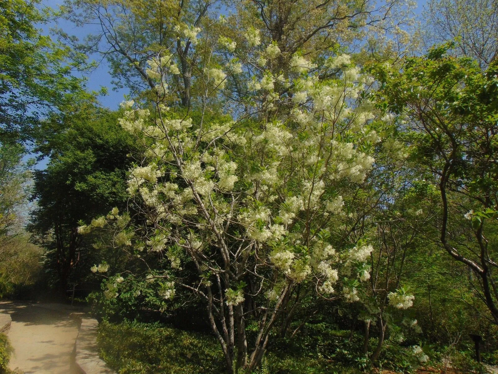 Fringe Tree Chionanthus virginicus 100 Seeds  USA Company