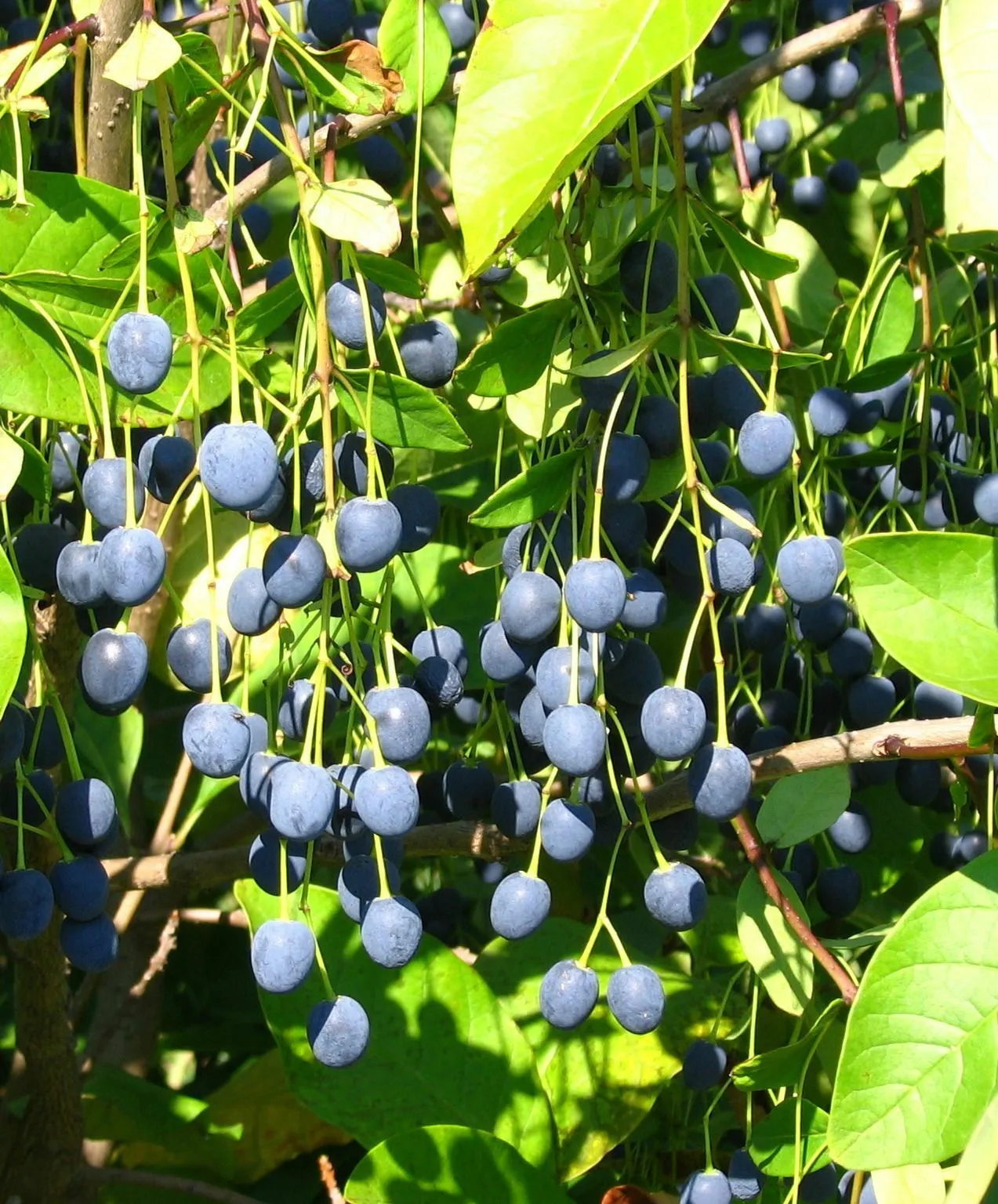 Fringe Tree Chionanthus virginicus 100 Seeds  USA Company