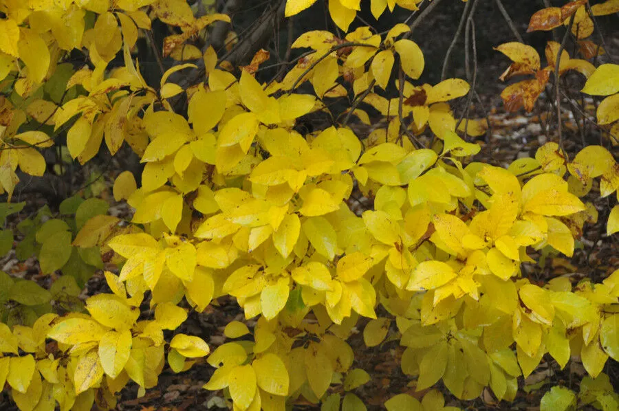 Fringe Tree Chionanthus virginicus 100 Seeds  USA Company