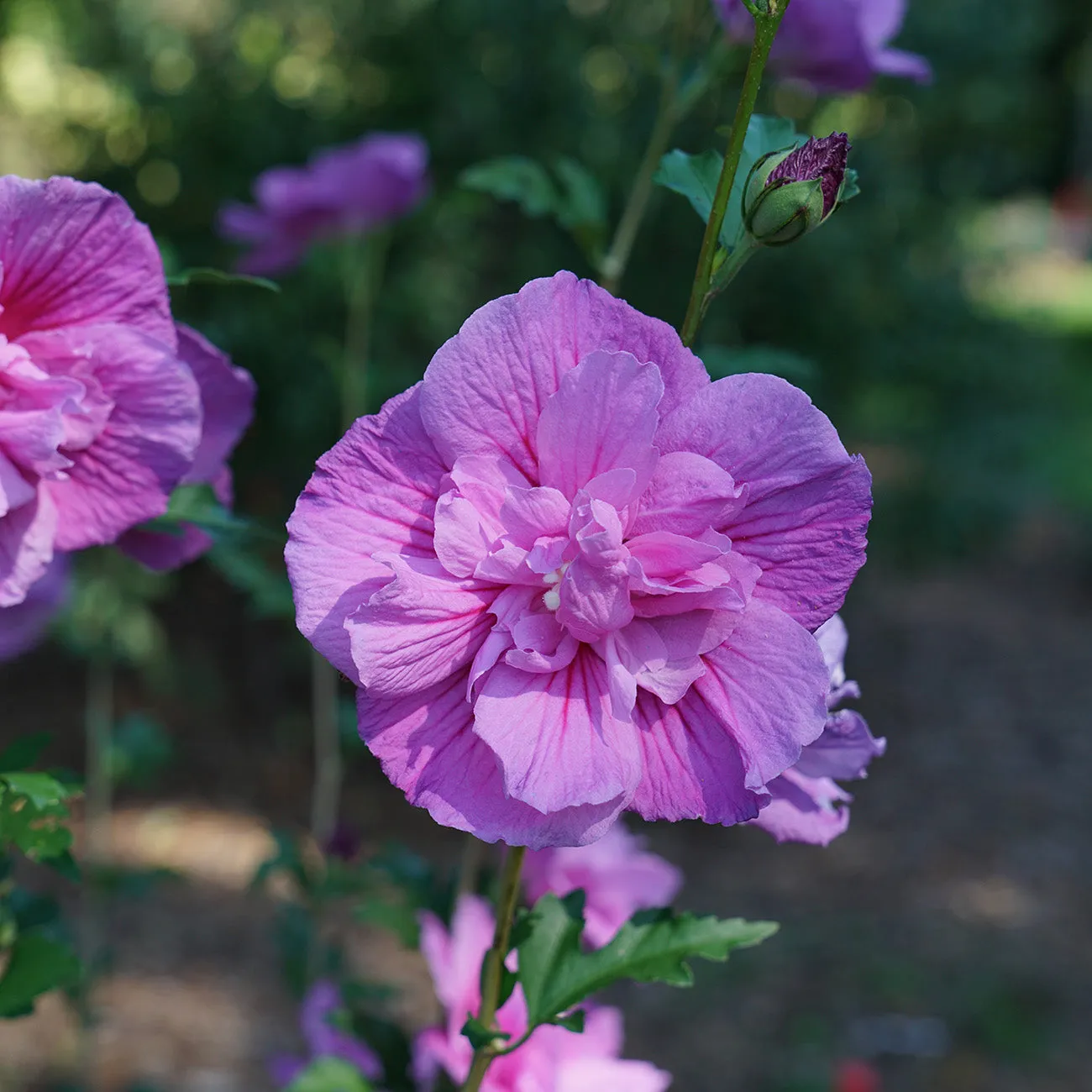 Hibiscus Lavender Chiffon Rose of Sharon