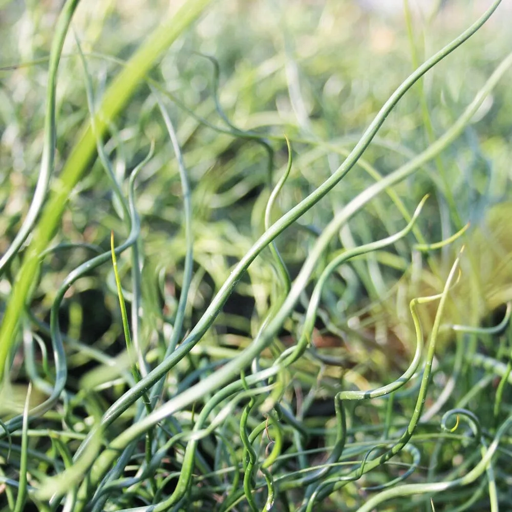 Juncus Effusus Spiralis Aquatic Pond Plant - Corkscrew Rush