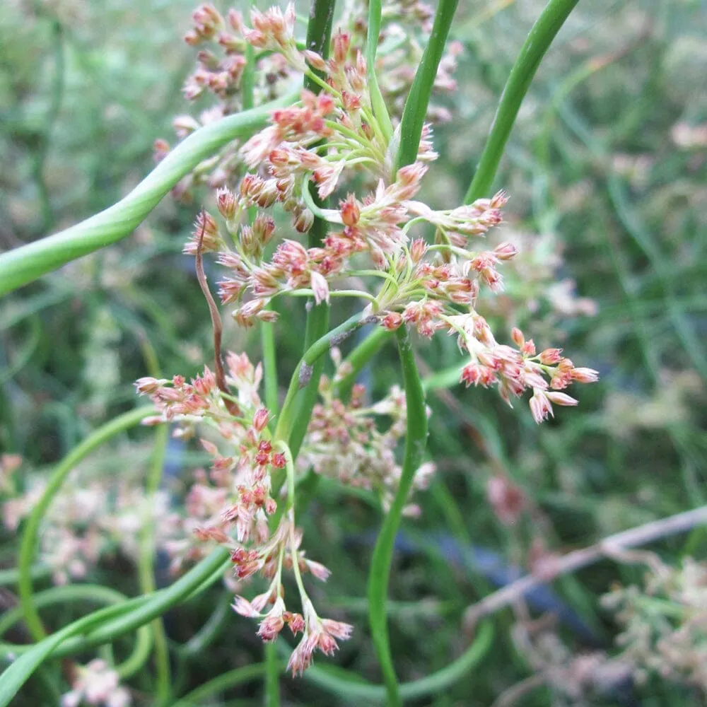 Juncus Effusus Spiralis Aquatic Pond Plant - Corkscrew Rush