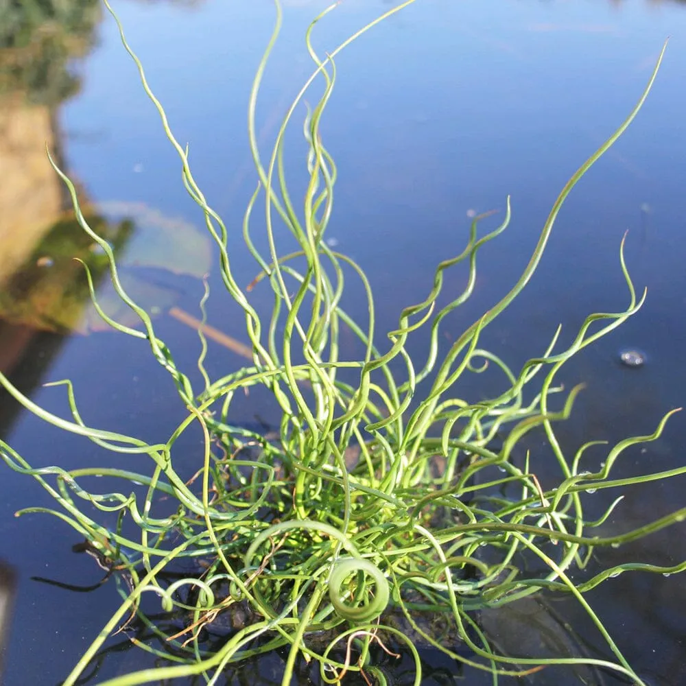 Juncus Effusus Spiralis Aquatic Pond Plant - Corkscrew Rush