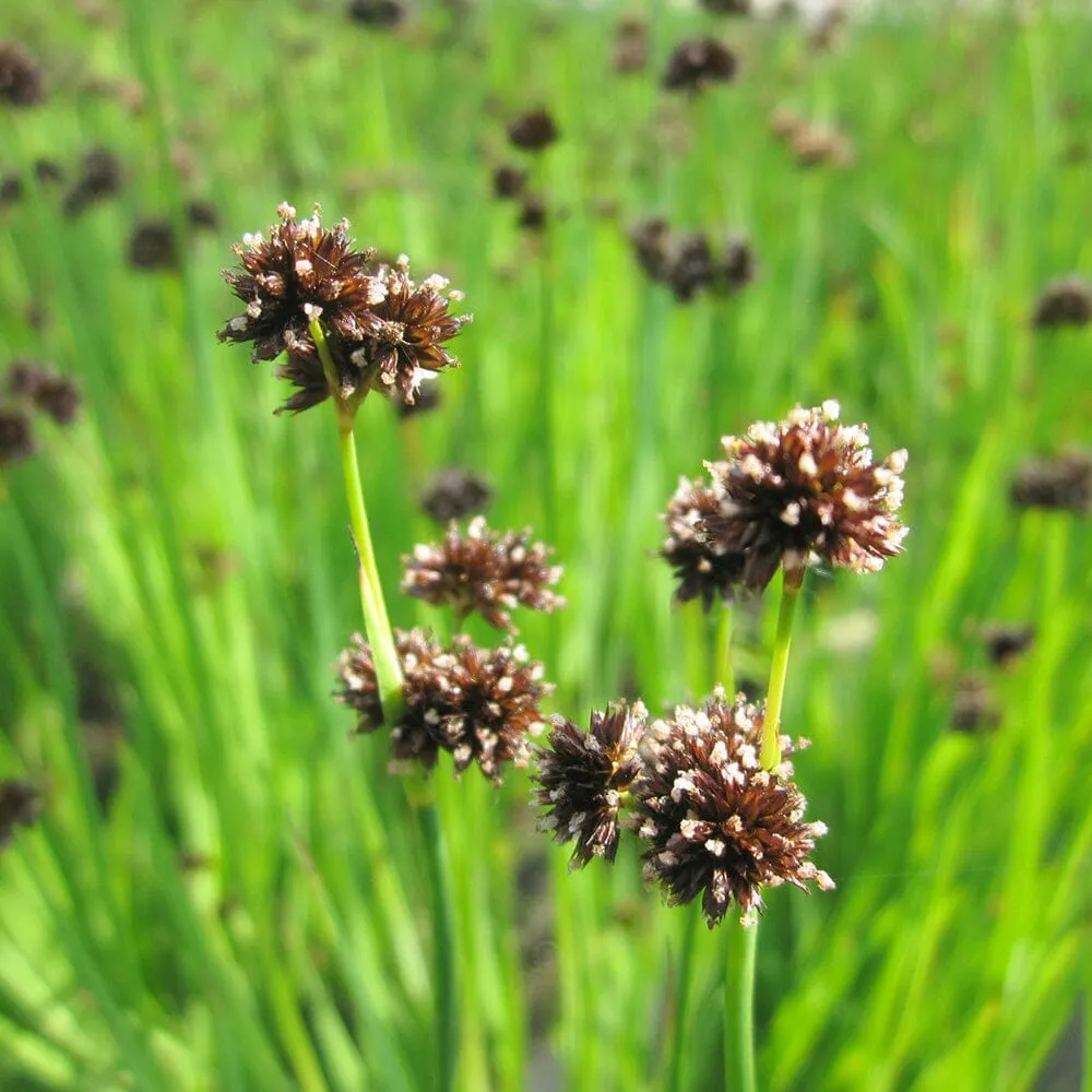 Juncus Ensifolius Aquatic Pond Plant - Flying Hedgehog Rush