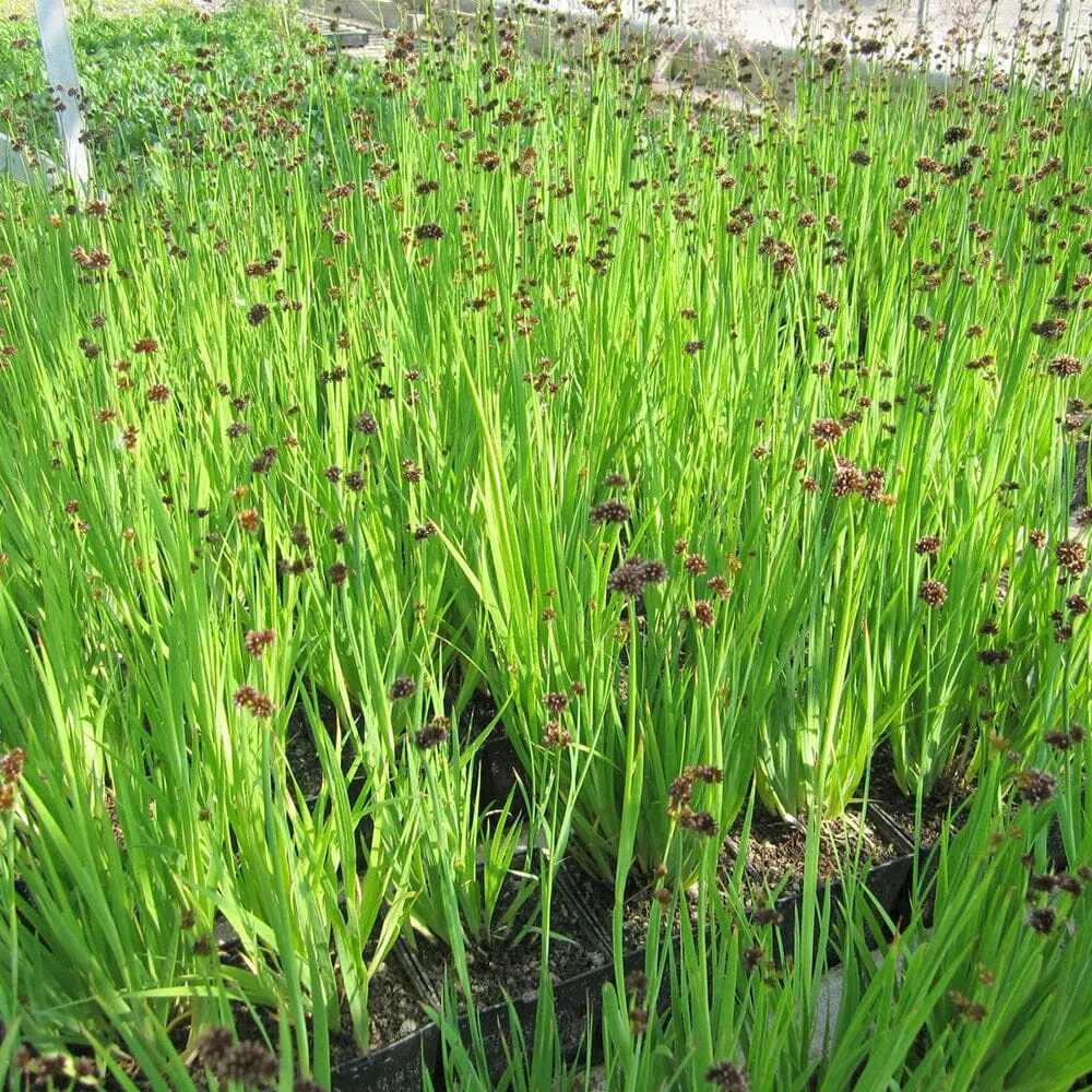 Juncus Ensifolius Aquatic Pond Plant - Flying Hedgehog Rush