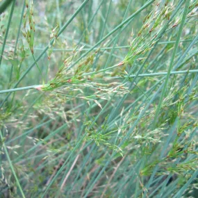 Juncus Inflexus Aquatic Pond Plant - Hard Rush