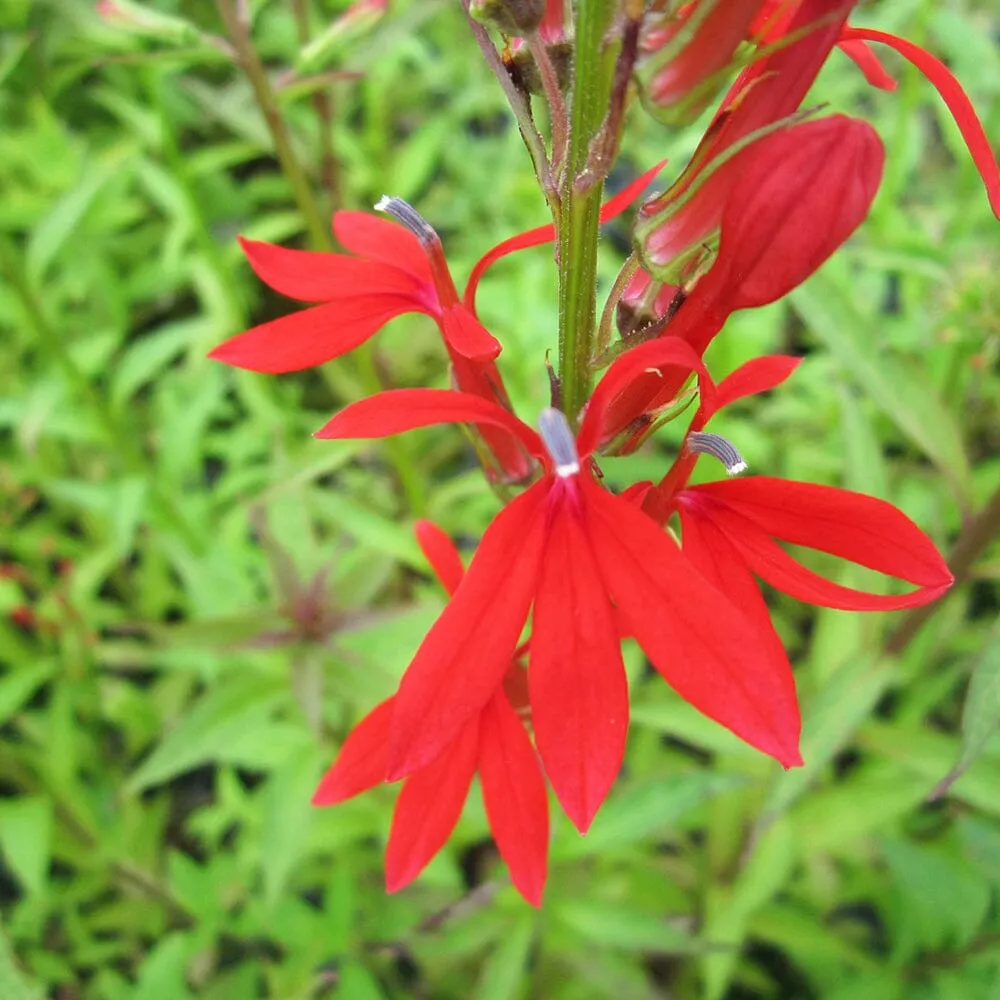 Lobelia Cardinalis Aquatic Pond Plant - Cardinal Flower