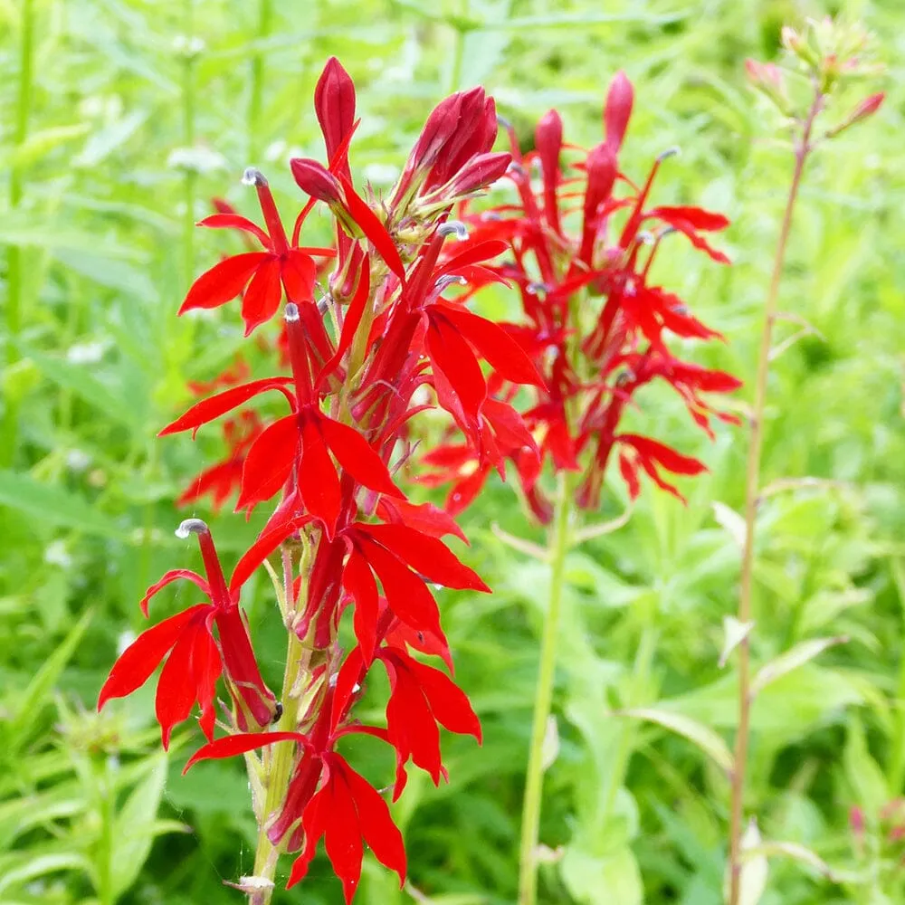 Lobelia Cardinalis Aquatic Pond Plant - Cardinal Flower