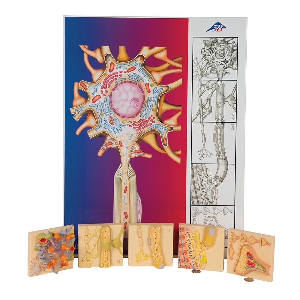 Physiology of Nerves Series, 5 magnetics - illustrated metal board