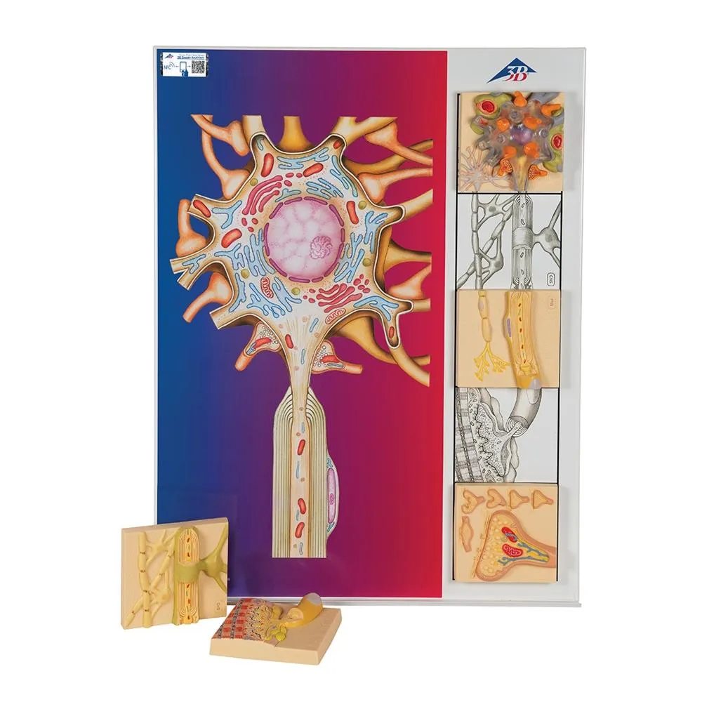 Physiology of Nerves Series, 5 magnetics - illustrated metal board