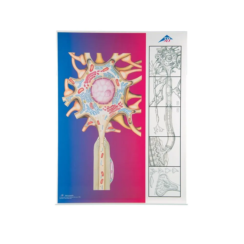 Physiology of Nerves Series, 5 magnetics - illustrated metal board