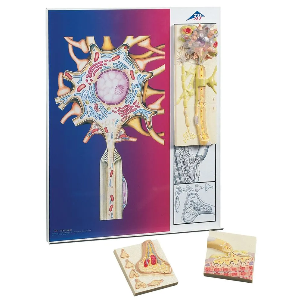 Physiology of Nerves Series, 5 magnetics - illustrated metal board