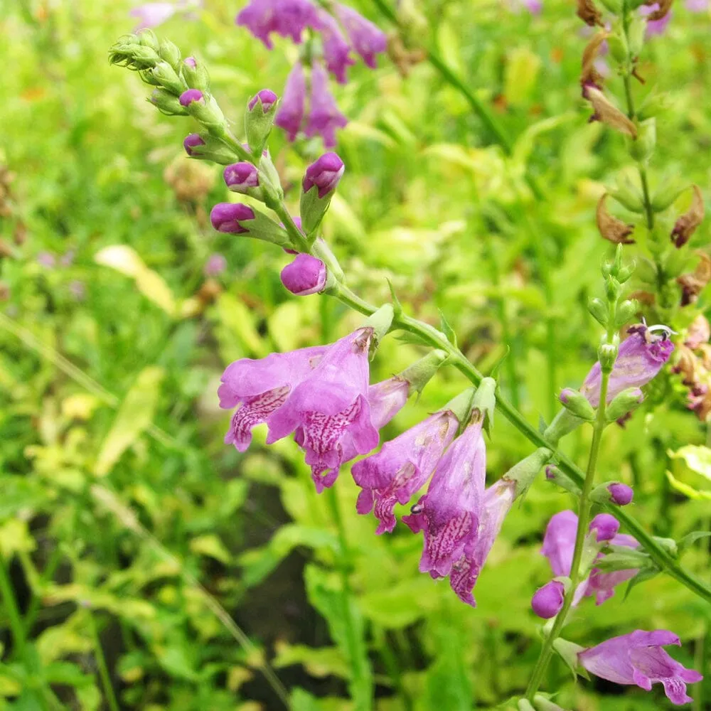 Physostegia Virginiana Aquatic Pond Plant - Obedient Plant