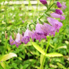 Physostegia Virginiana Aquatic Pond Plant - Obedient Plant