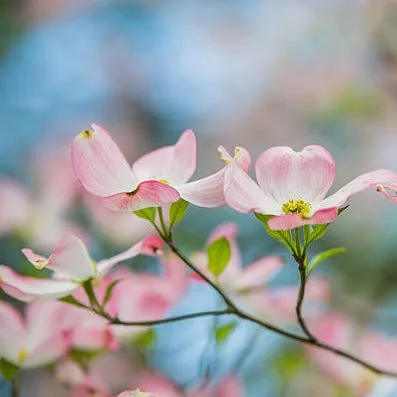 PINK DOGWOOD - EYESHADOW